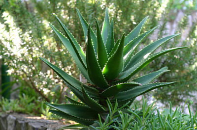 Kapper Of anders Verlichten Aloe | Albrigi Inherba | The world of aromatic plants, essential oils,  essence extraction and natural remedies